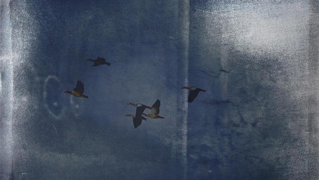 Wild Gooses<br><small>Digitalprint on Cyanotype (photo by Sylvia Sadtmüller)</small>