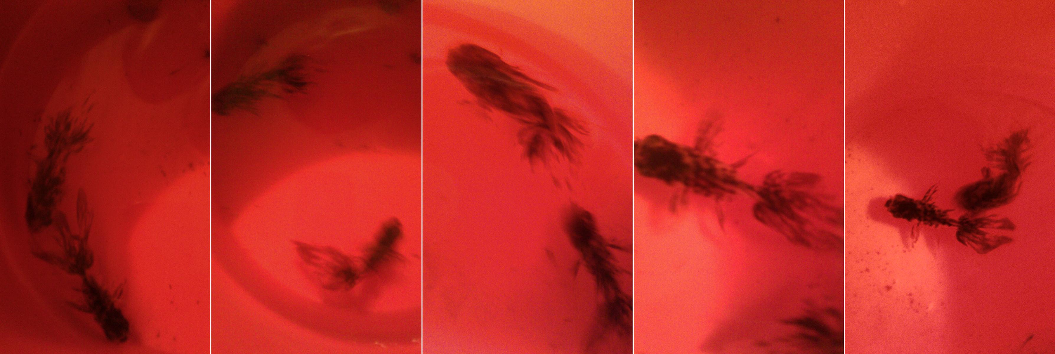 The Fish Dance in the Maelstrom<br><small>Sequence Photography</small>